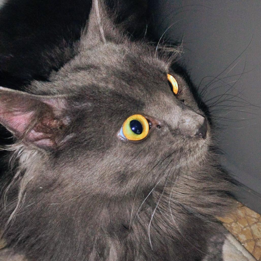 Enlarge Hercules, a Adoptable Domestic Long Hair in Greensboro, GA image 1/3
