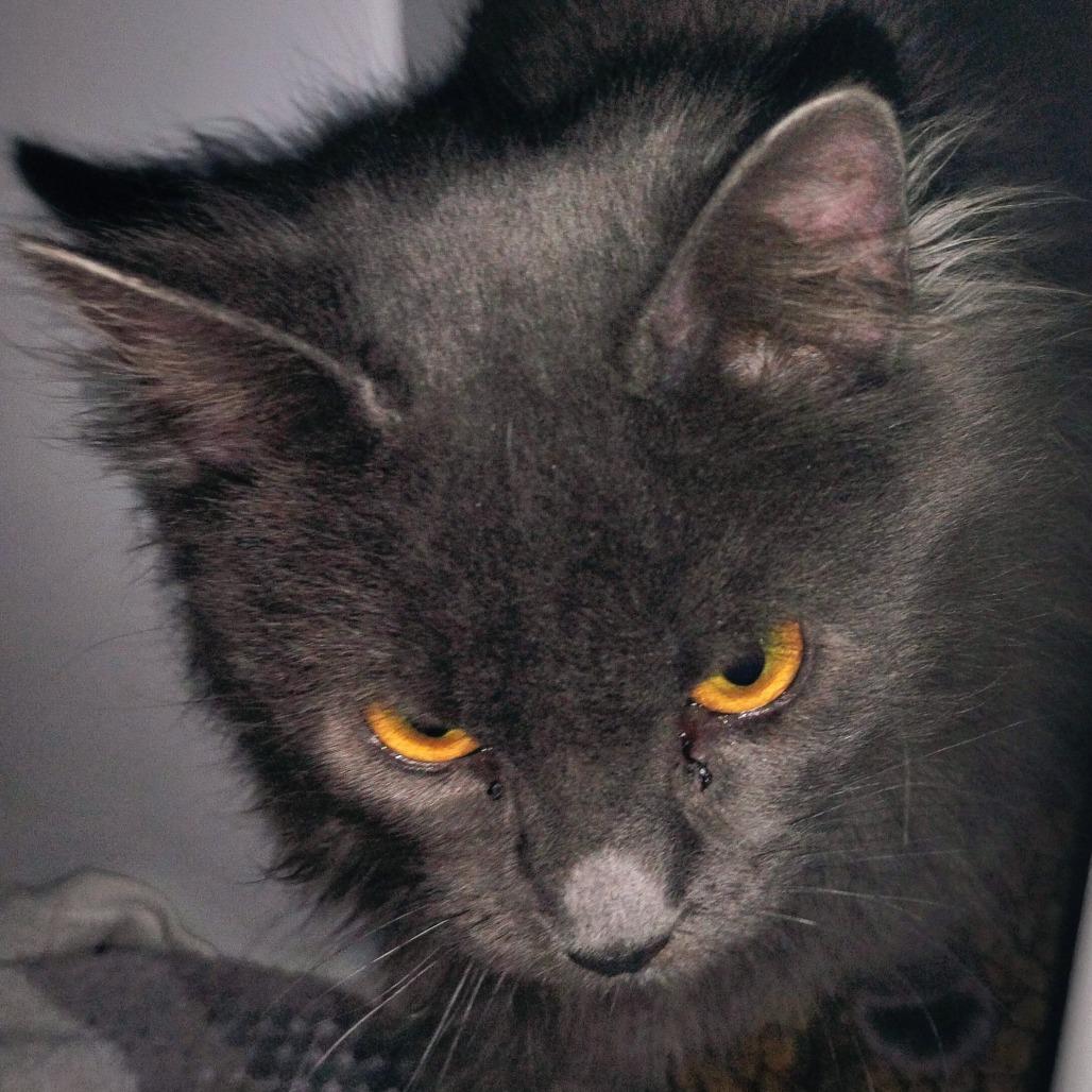 Enlarge Hercules, a Adoptable Domestic Long Hair in Greensboro, GA image 2/3