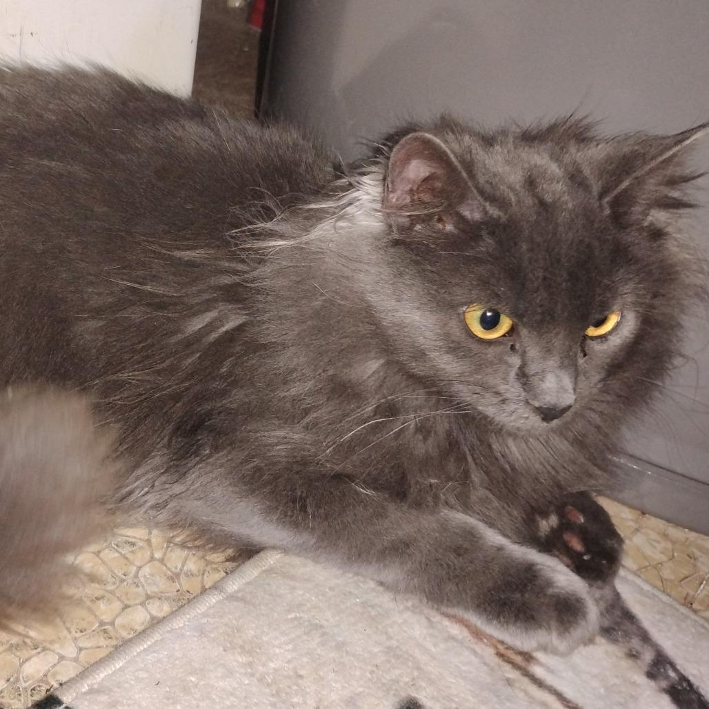 Enlarge Hercules, a Adoptable Domestic Long Hair in Greensboro, GA image 3/3