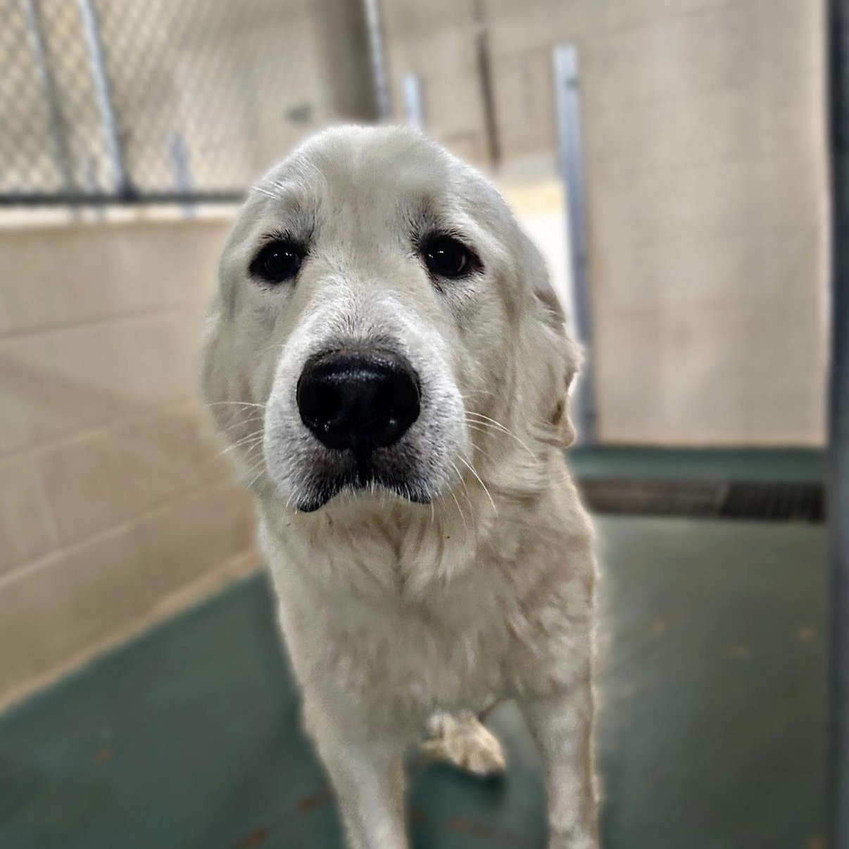 Enlarge China, an adopted Great Pyrenees in Jackson, MS image 1/1