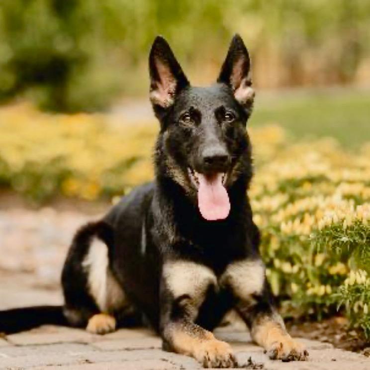 Ashley, a Adoptable German Shepherd Dog in Kokomo, IN image 1/4
