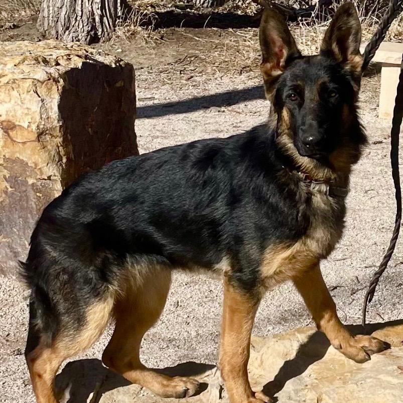 Ashley, a Adoptable German Shepherd Dog in Kokomo, IN image 2/4