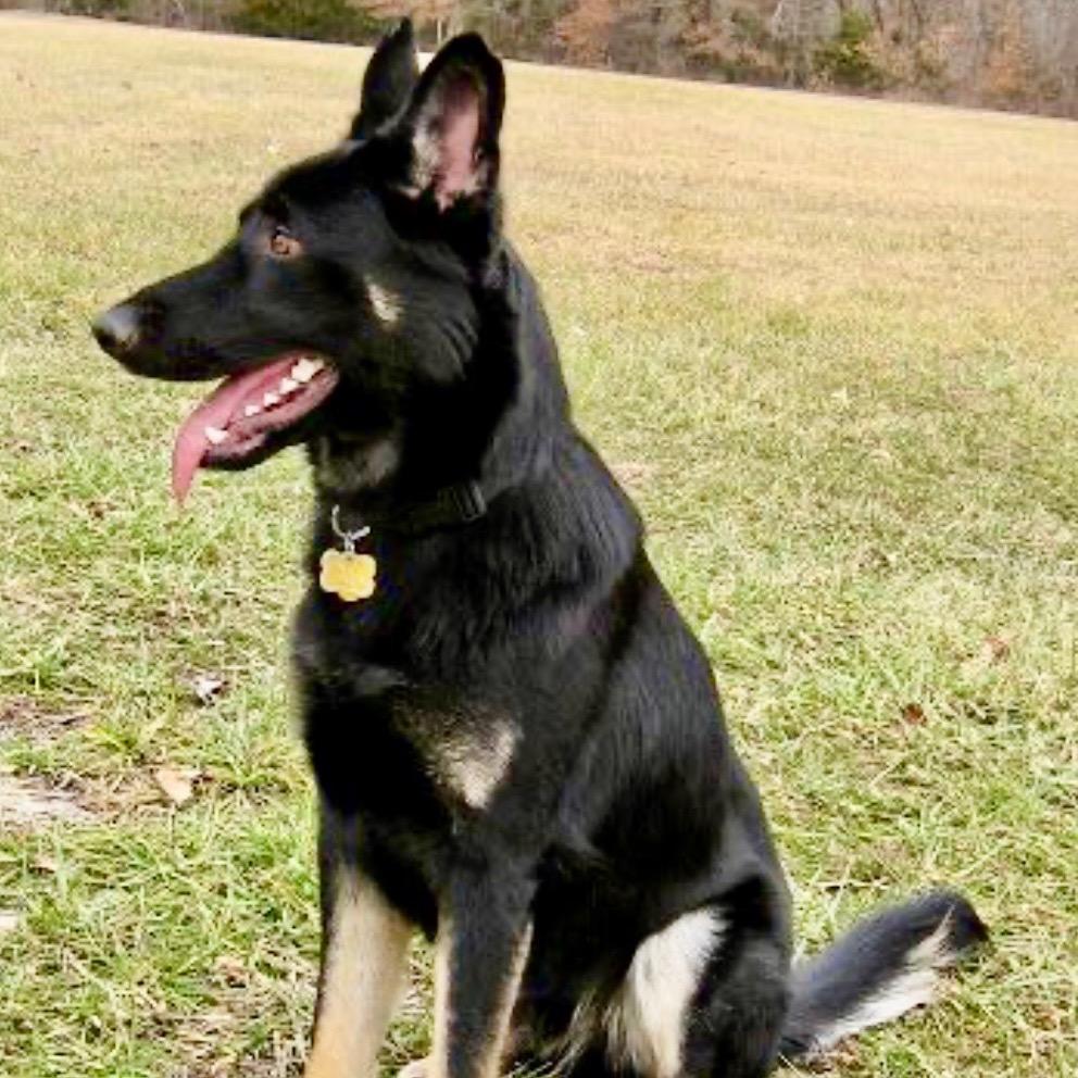 Ashley, a Adoptable German Shepherd Dog in Kokomo, IN image 3/4