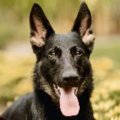 Ashley, a Adoptable German Shepherd Dog in Kokomo, IN image 4/4