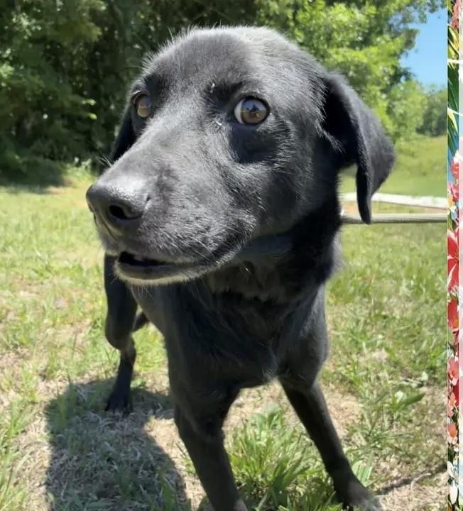 Jessie, Adoptable, Adult Female Labrador Retriever & Retriever.