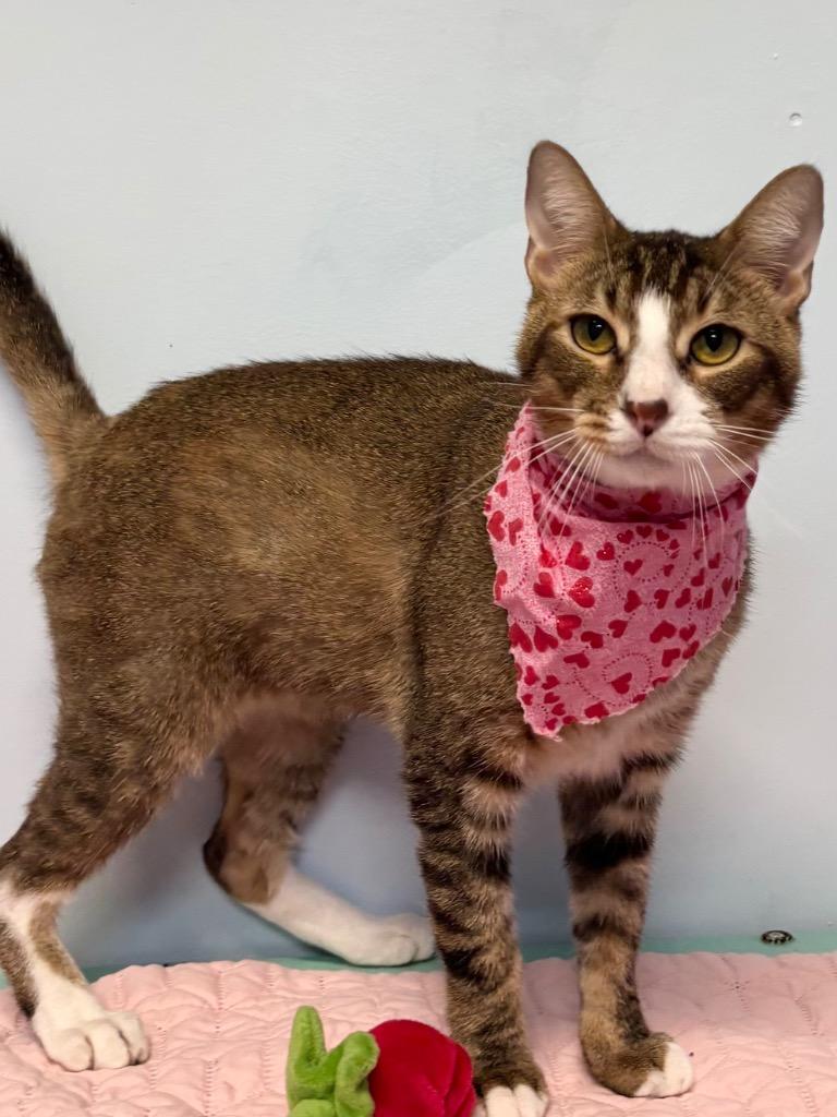 Pogs / Owen, Adopted, Young Male Domestic Short Hair & Abyssinian.