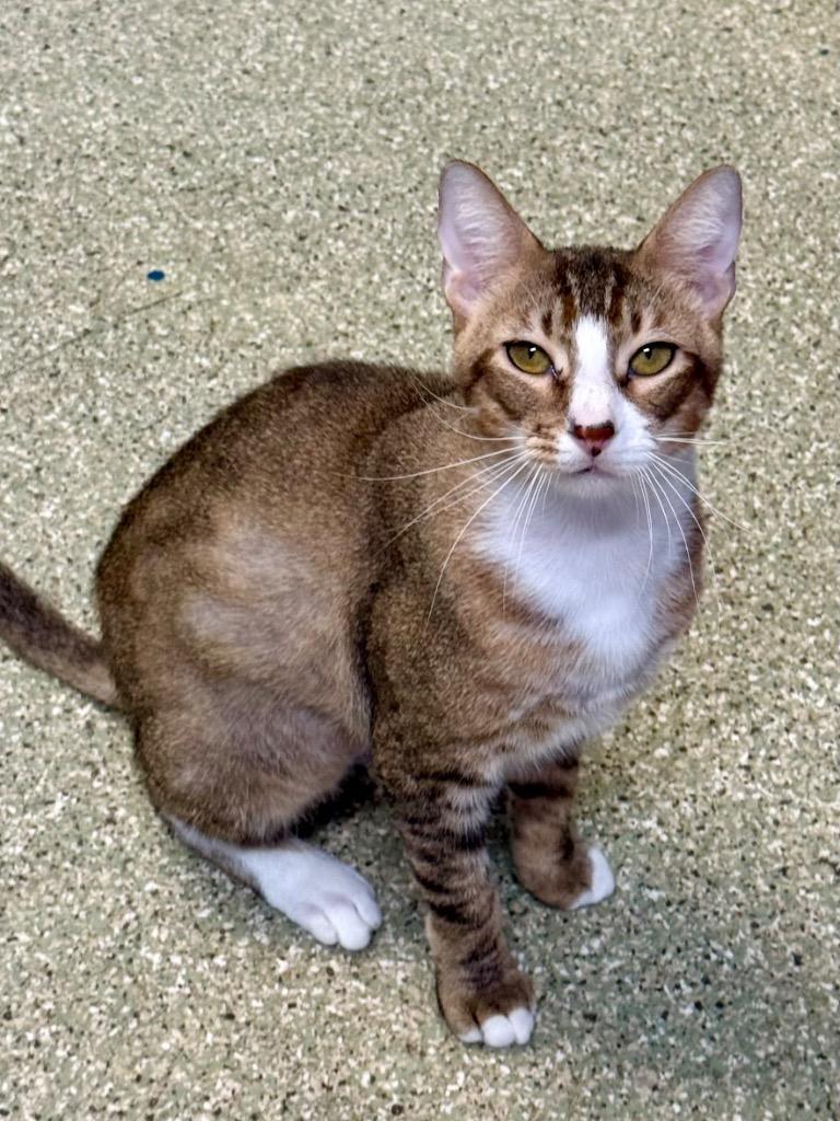 Pogs / Owen, a Adopted mixed breed in Fort Lauderdale, FL image 2/3