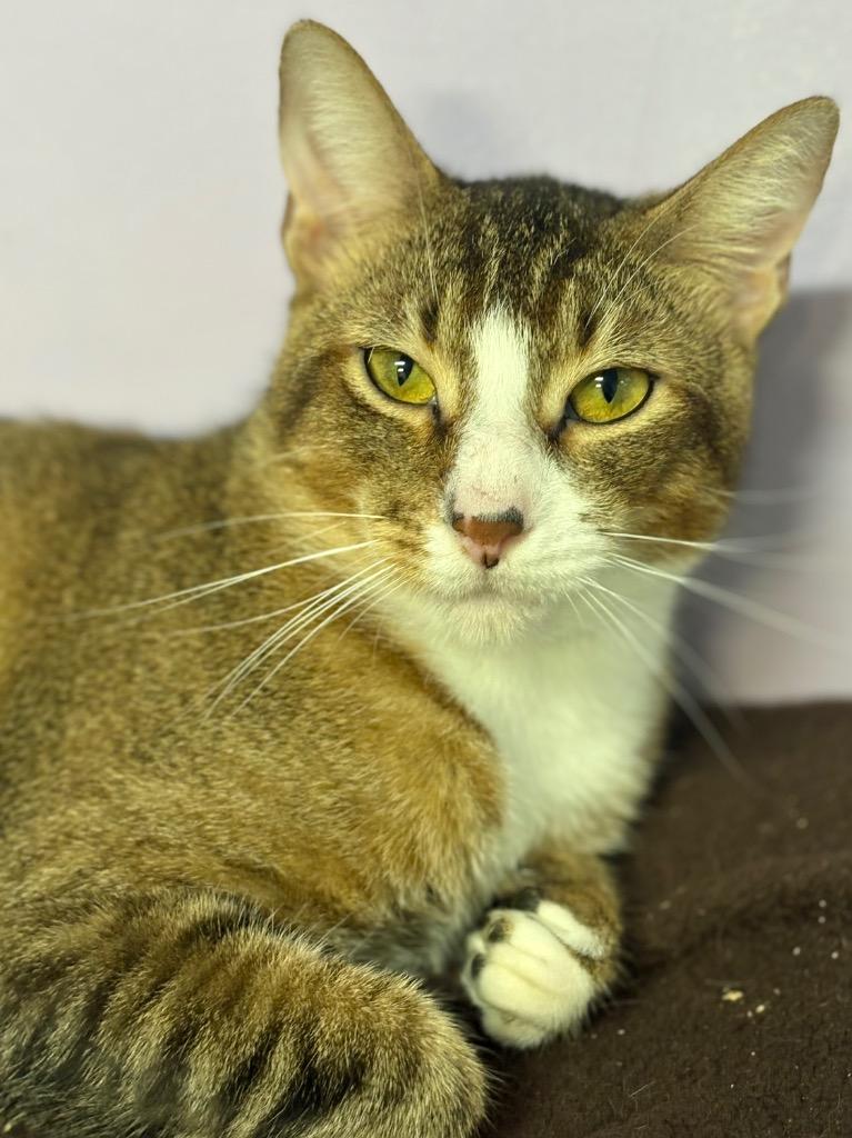 Pogs / Owen, a Adopted mixed breed in Fort Lauderdale, FL image 3/3