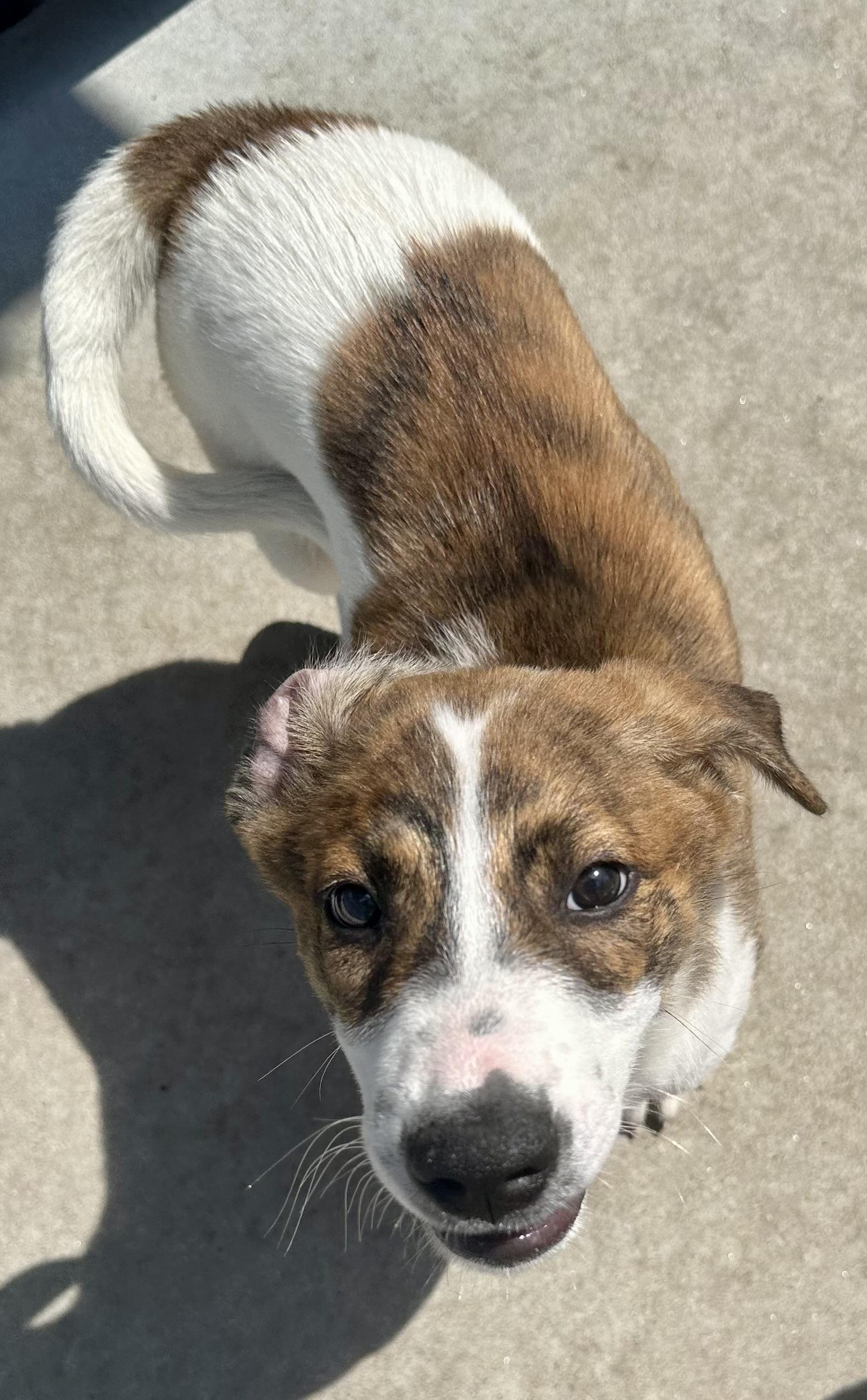 Patches, a ADOPTABLE mixed breed in Pacific, MO image 4/4