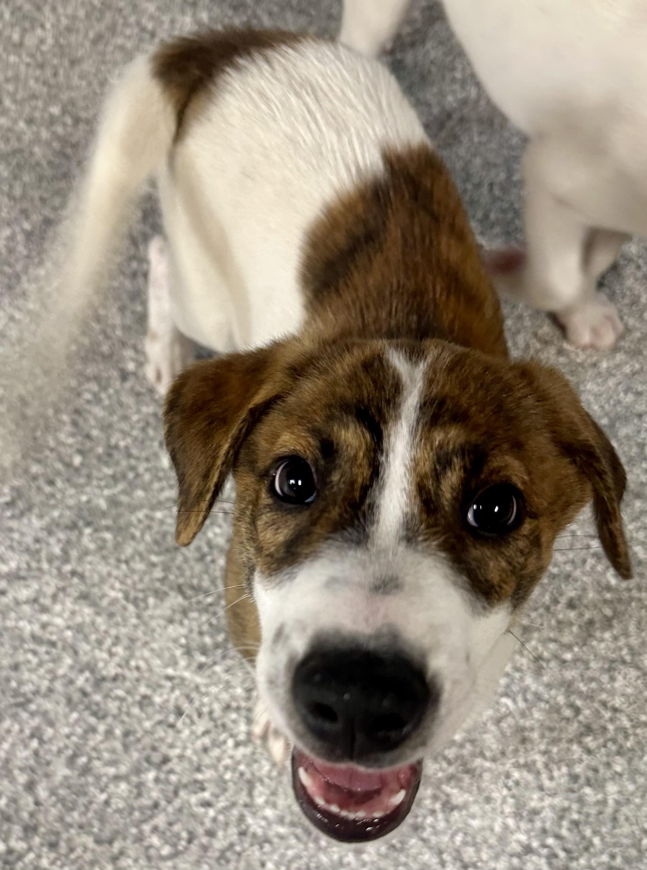 Patches, a ADOPTABLE mixed breed in Pacific, MO image 3/4