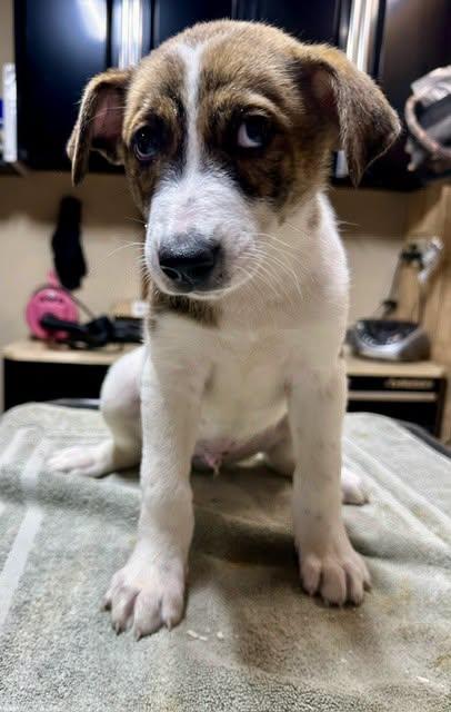 Patches, a ADOPTABLE mixed breed in Pacific, MO image 2/4