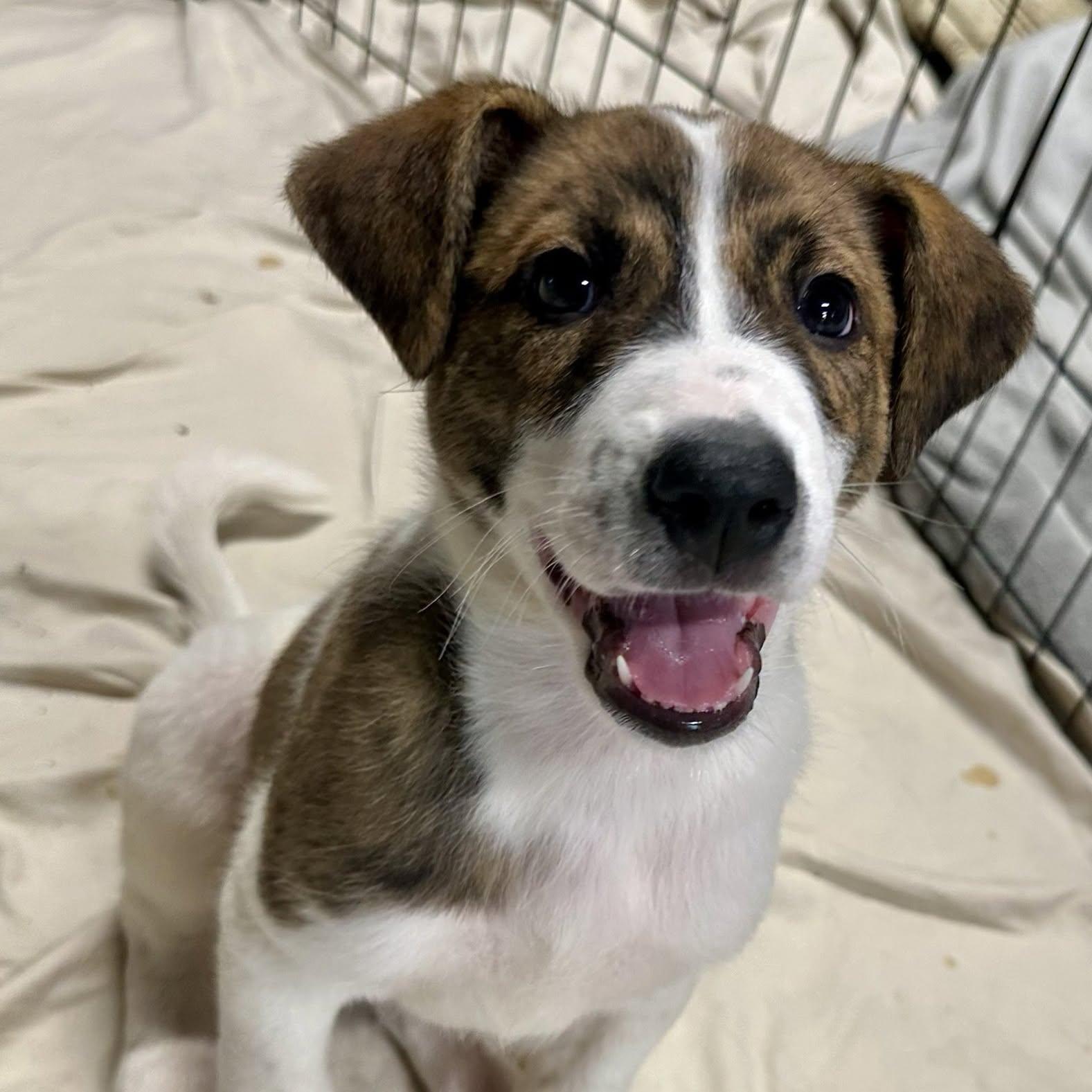 Patches, ADOPTABLE, Puppy Male Coonhound.