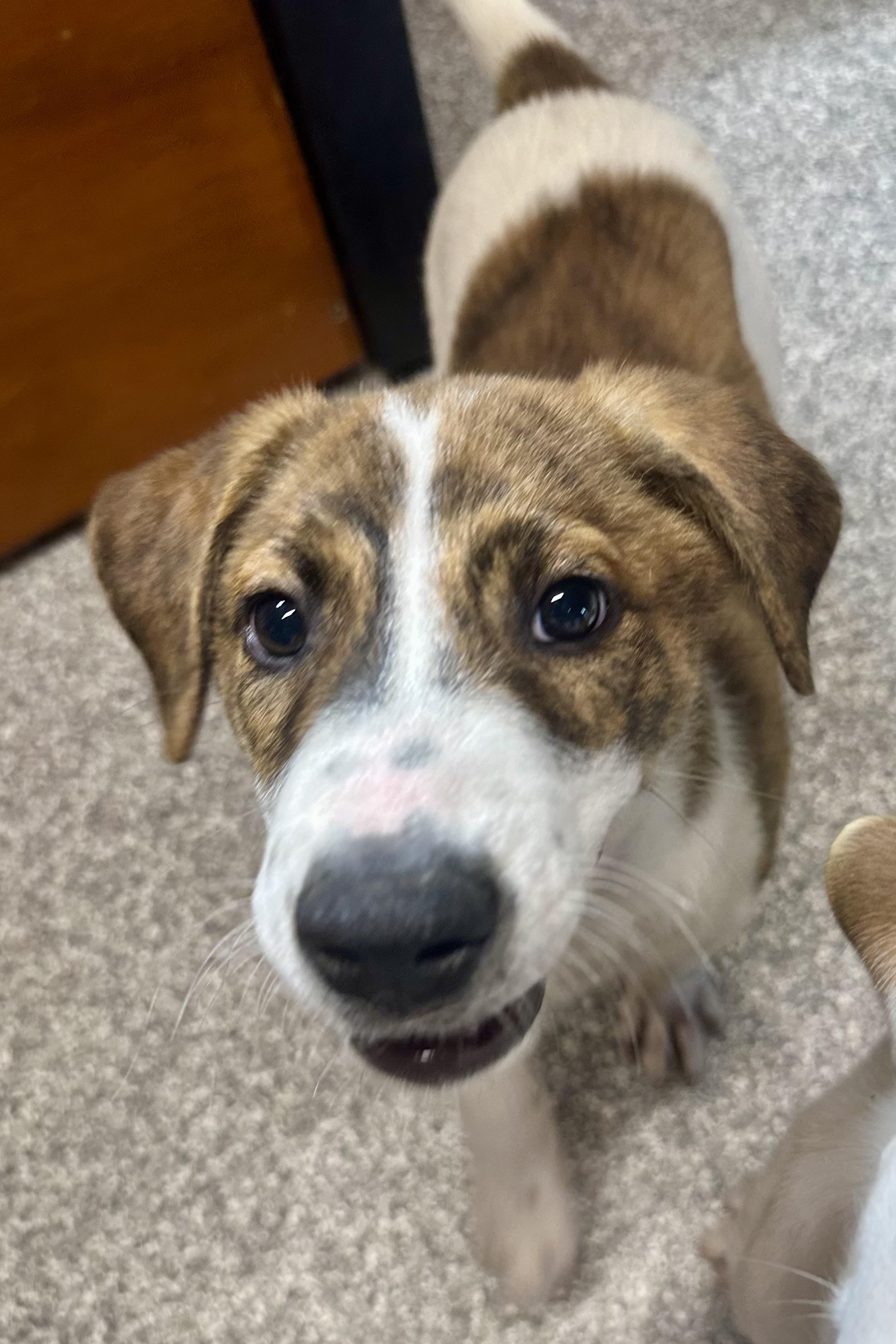 Patches, ADOPTABLE, Puppy Male Coonhound.