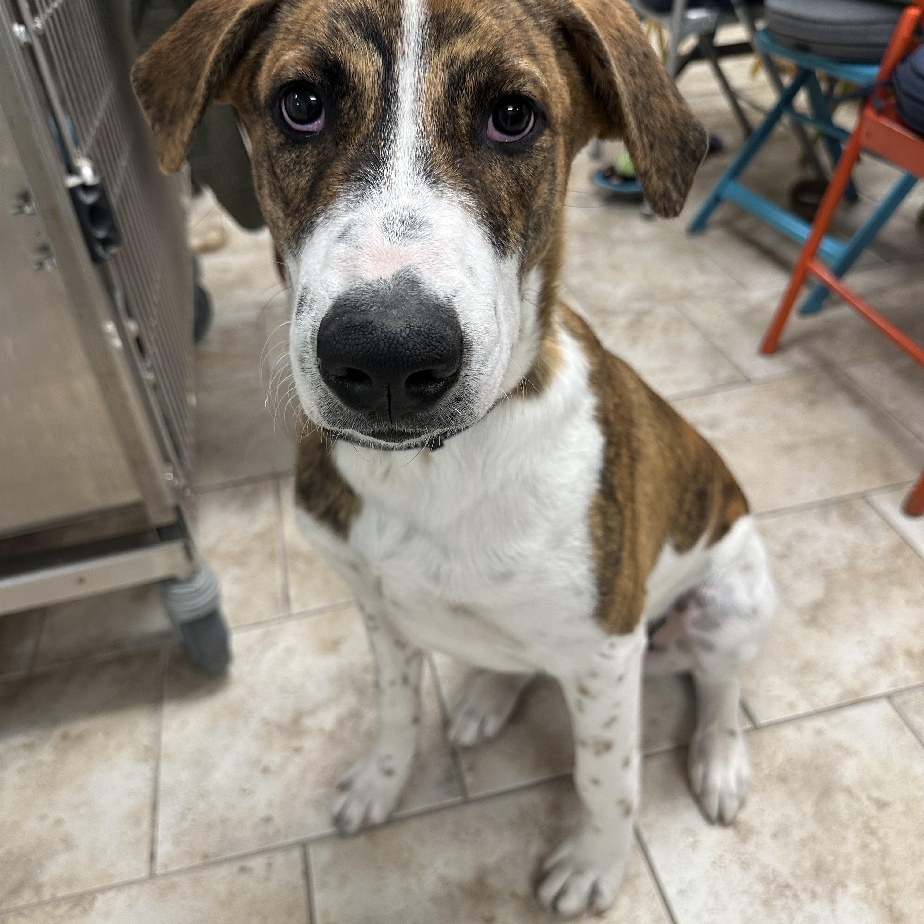 Patches, Adoptable, Puppy Male Coonhound.