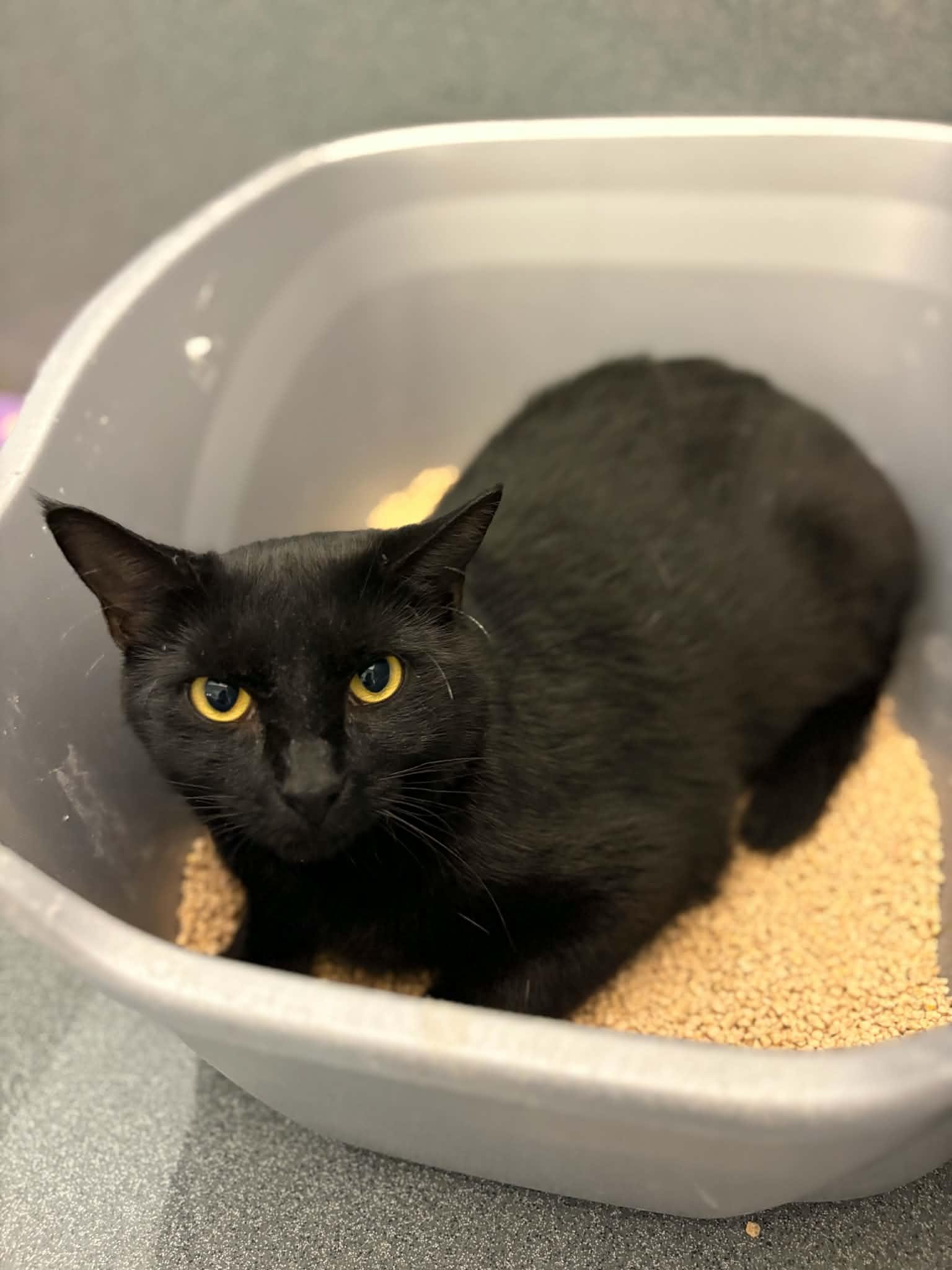 Enlarge Lune (Working Cat), a ADOPTABLE Domestic Short Hair in Paris, ME image 2/2