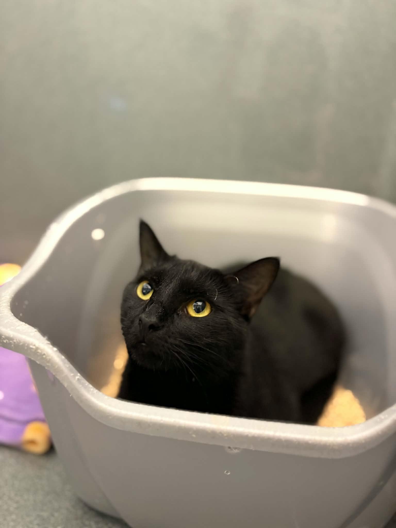 Lune (Working Cat), ADOPTABLE, Adult Female Domestic Short Hair.