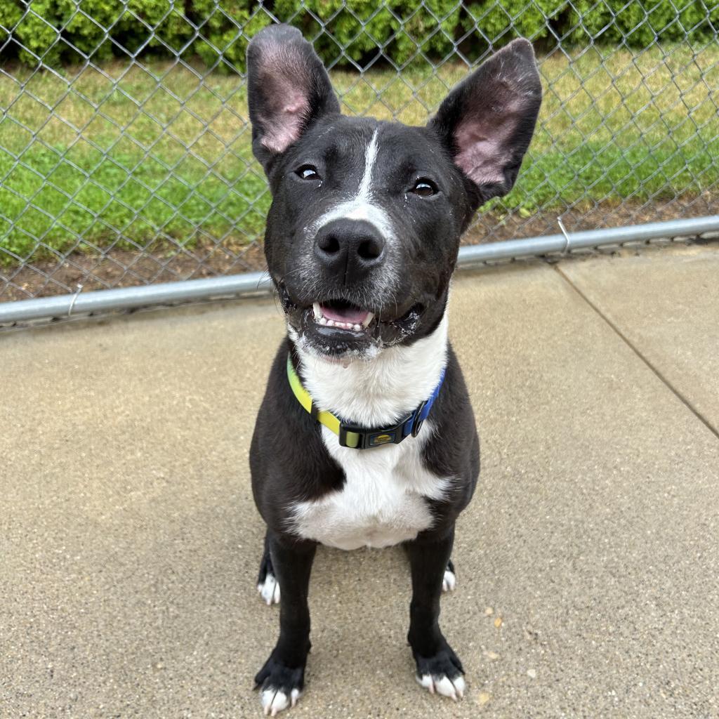 Enlarge Lehman, a Adoptable mixed breed in Dixon, IL image 2/6