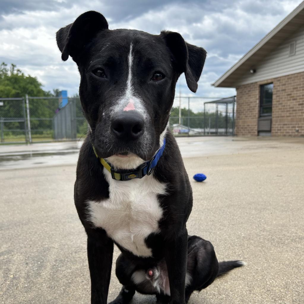 Enlarge Lehman, a Adoptable mixed breed in Dixon, IL image 3/6