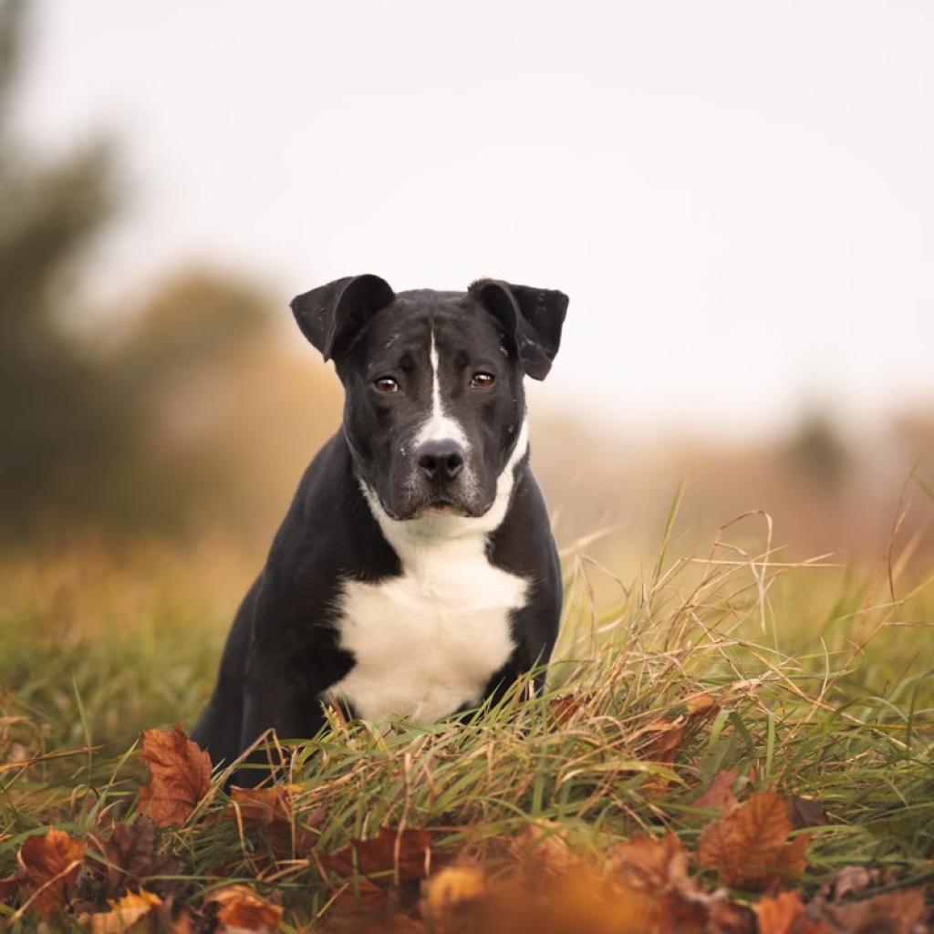 Enlarge Lehman, a Adoptable mixed breed in Dixon, IL image 6/6