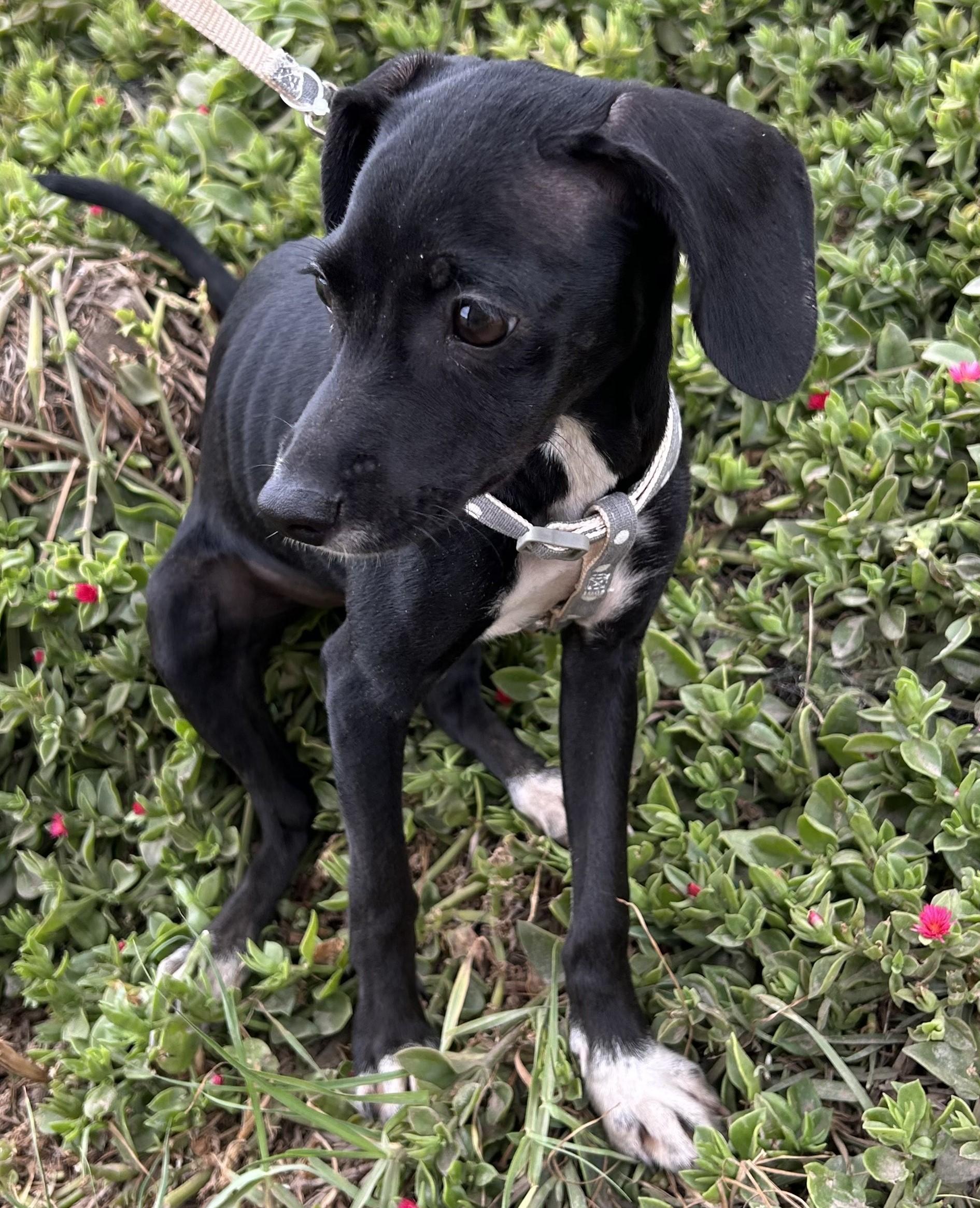 MERY Chiweenie Mix  Spayed Female  7 Months  14 Pounds Mary is a very playful and loving girl