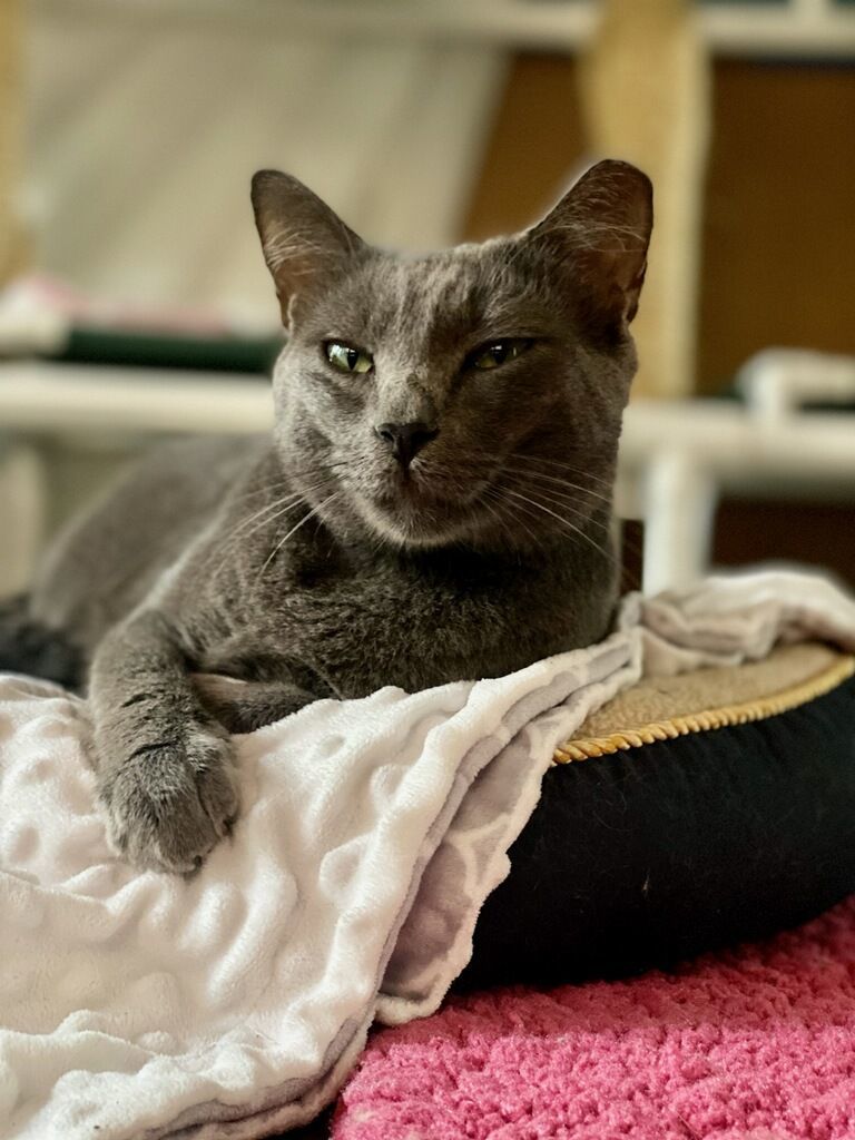 GreyBoy, Adopted, Adult Male Domestic Short Hair.