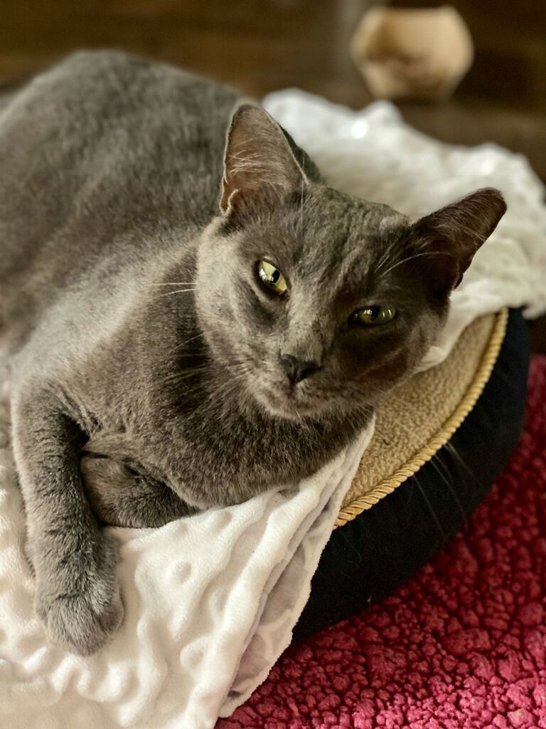 GreyBoy, a Adopted Domestic Short Hair in Spring, TX image 2/3