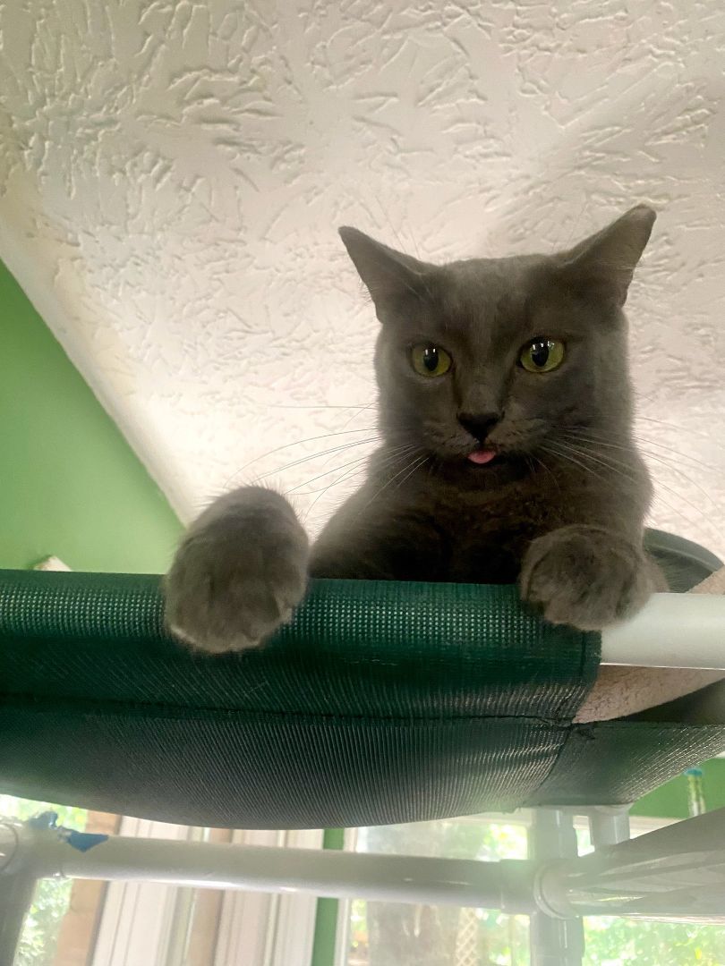 GreyBoy, a Adopted Domestic Short Hair in Spring, TX image 3/3