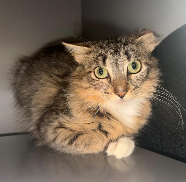 Enlarge ZOE, a Adoptable Domestic Medium Hair in Leesburg, VA image 1/1