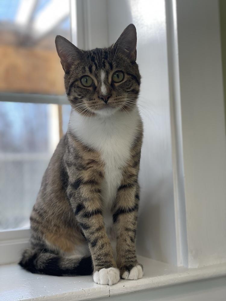 Nossa, Adoptable, Young Male Domestic Short Hair.