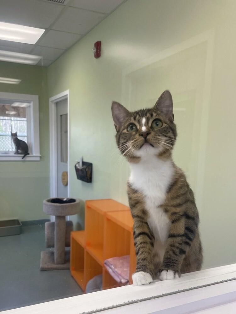 Enlarge Nossa, a Adoptable Domestic Short Hair in Trenton, ME image 2/4