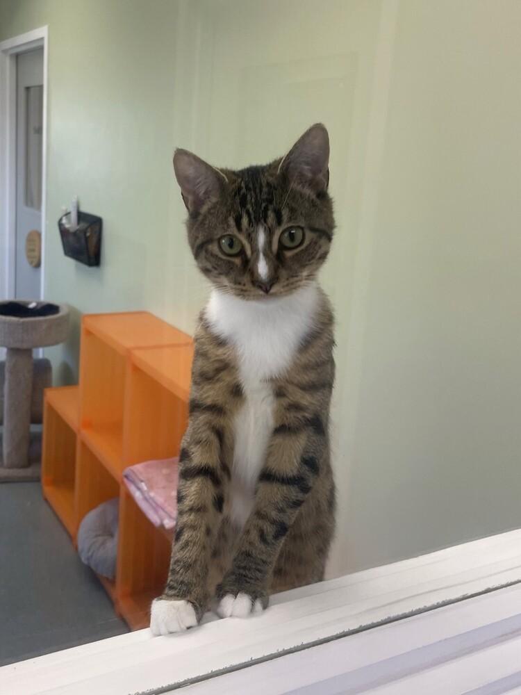 Enlarge Nossa, a Adoptable Domestic Short Hair in Trenton, ME image 3/4