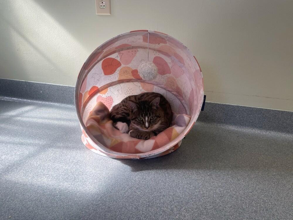 Enlarge Nossa, a Adoptable Domestic Short Hair in Trenton, ME image 4/4