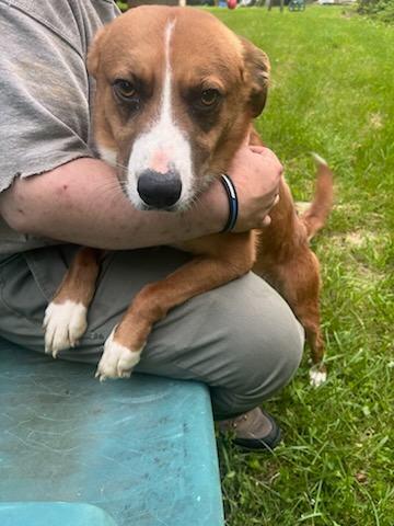 River, a Adoptable mixed breed in Trinity, NC image 2/6