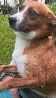 River, a Adoptable mixed breed in Trinity, NC image 3/6