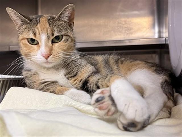 ANGEL, Adoptable, Young Female Domestic Medium Hair.