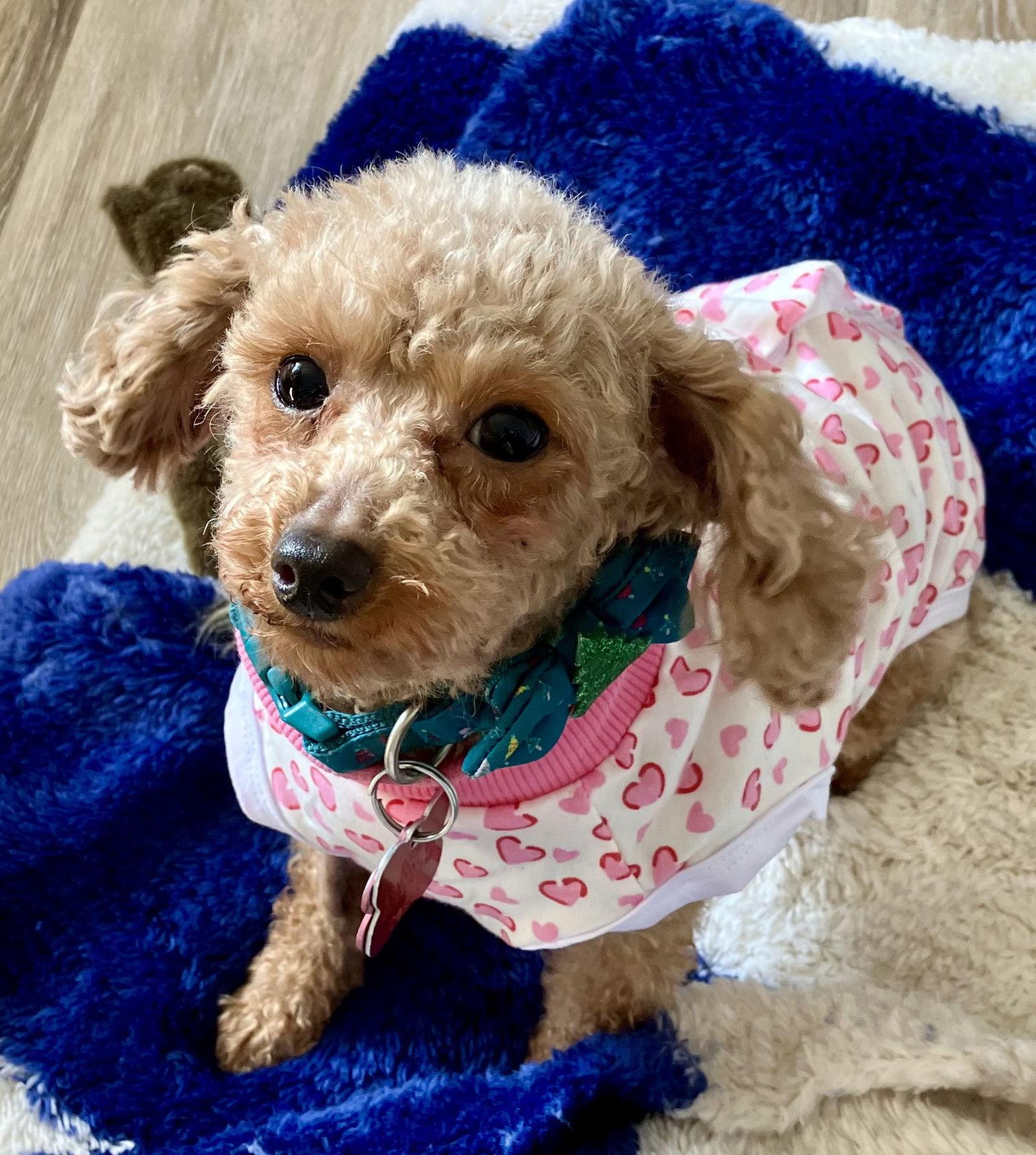 Enlarge Libby Mini Poodle, a Adoptable Poodle in London, ON image 1/3
