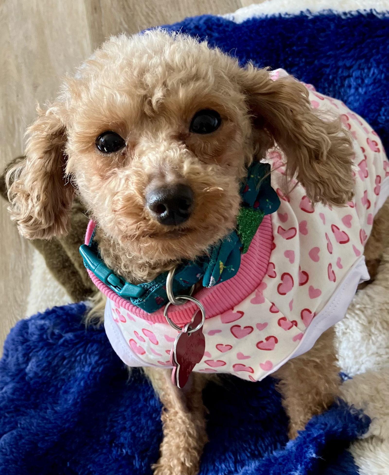 Enlarge Libby Mini Poodle, a Adoptable Poodle in London, ON image 2/3