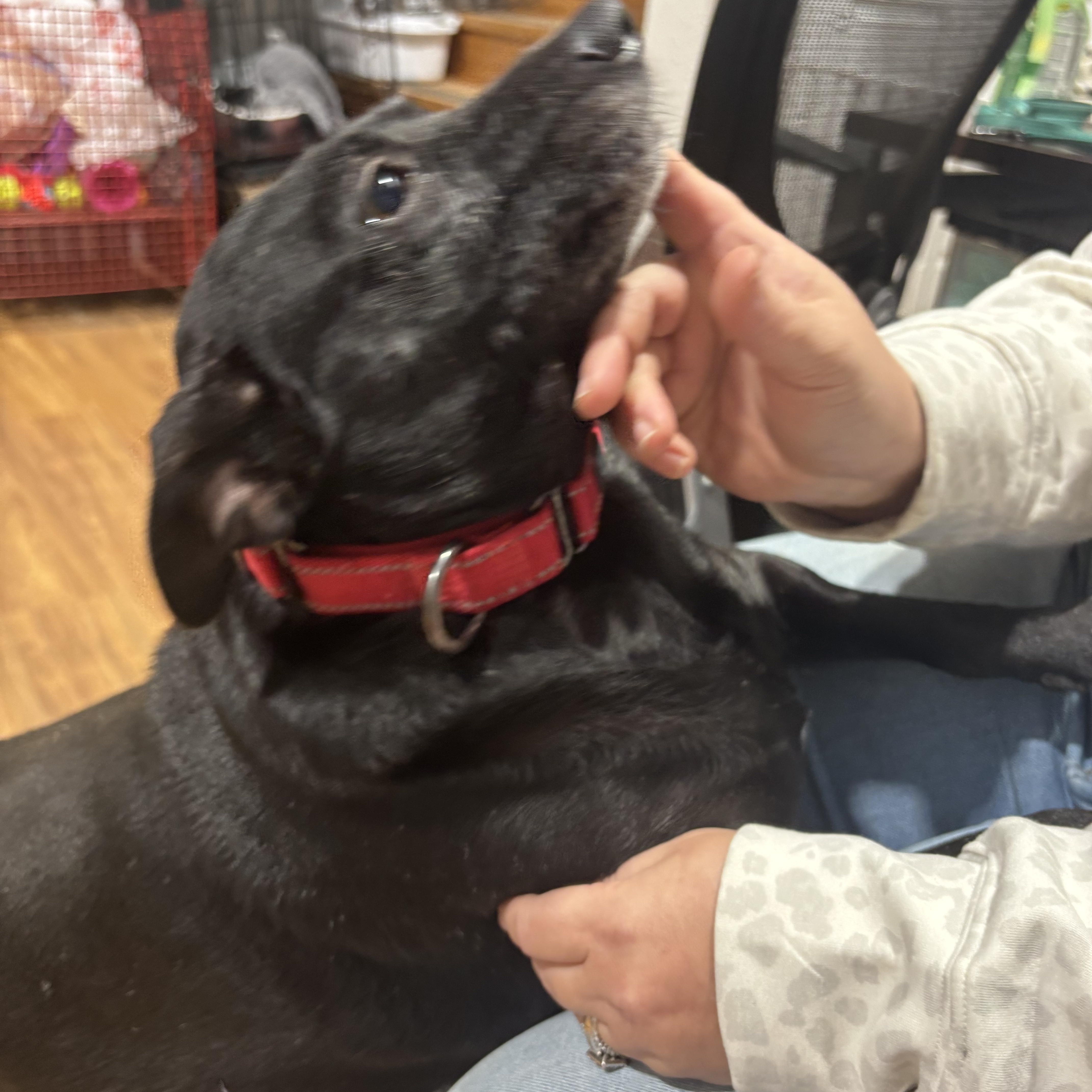 Enlarge Morgan, an adopted mixed breed in Coldspring, TX image 1/4