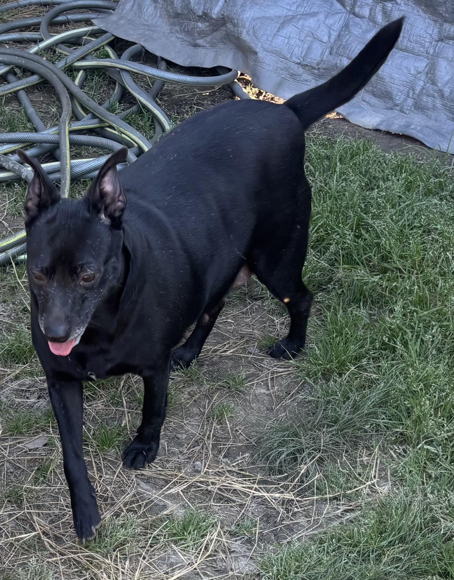 Enlarge Morgan, an adopted mixed breed in Coldspring, TX image 2/4