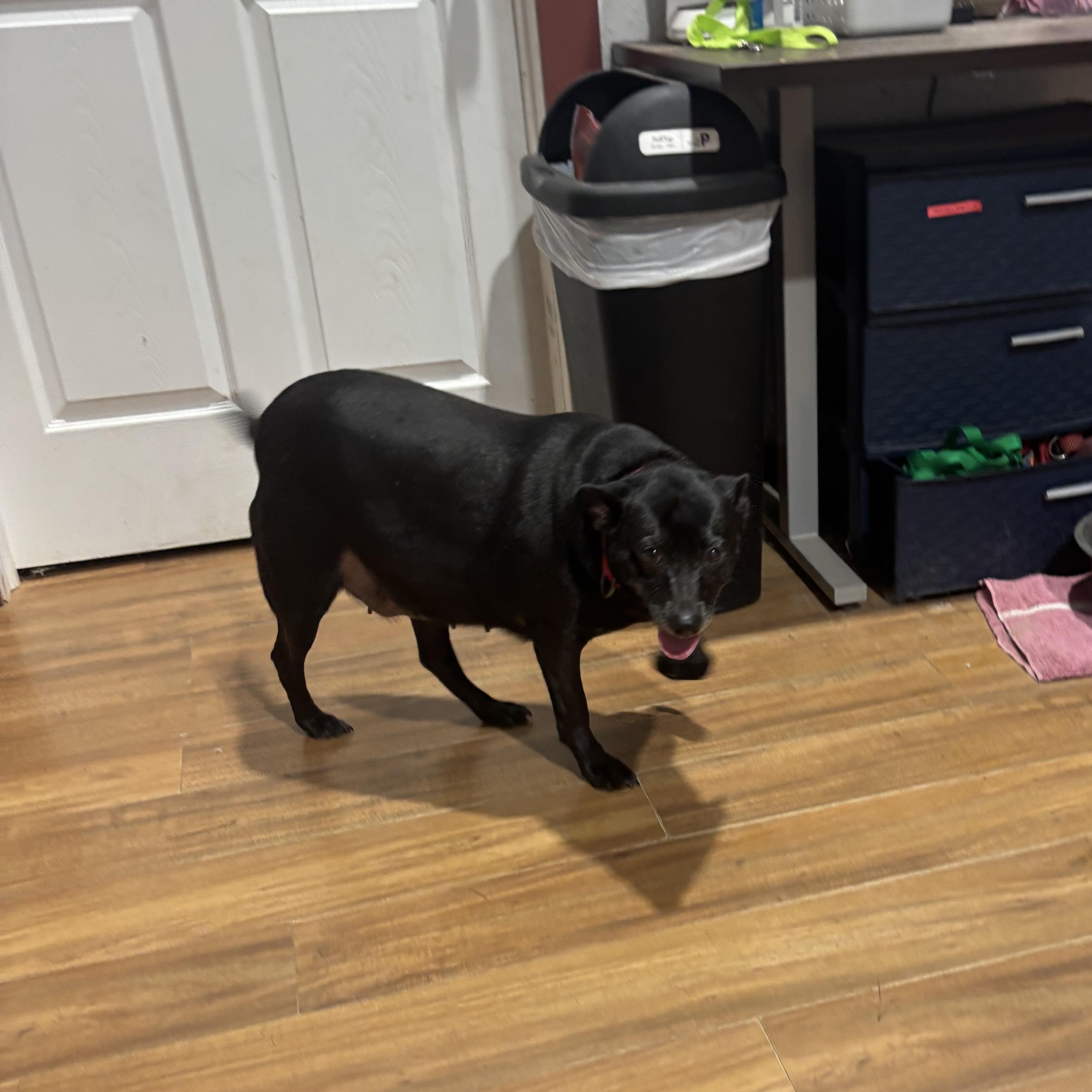 Enlarge Morgan, an adopted mixed breed in Coldspring, TX image 3/4