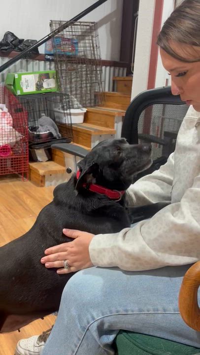 Enlarge Morgan, an adopted mixed breed in Coldspring, TX video 4/4