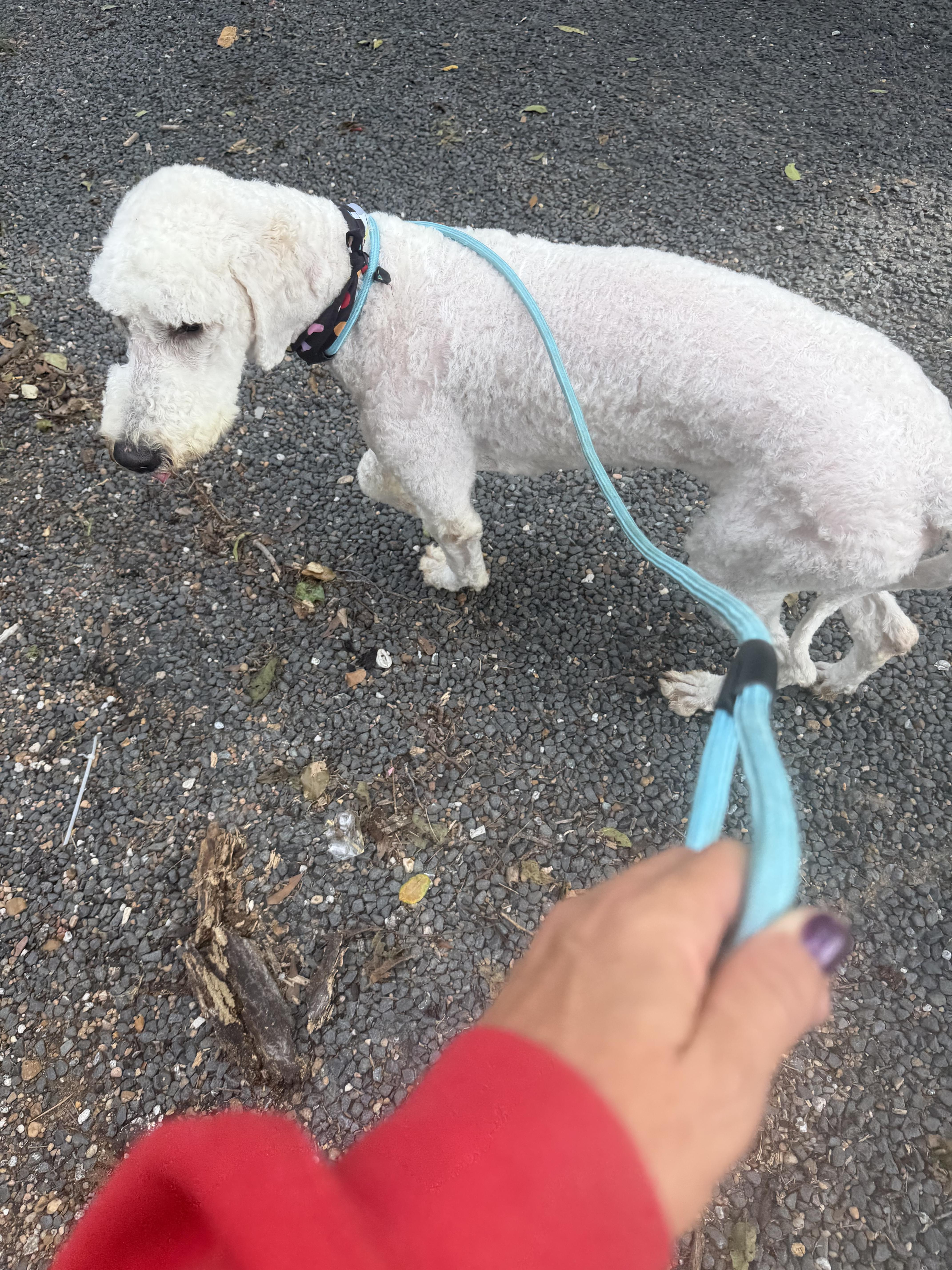 Enlarge Aldo - Local July 24-26, an adopted mixed breed in Warwick, RI image 2/2