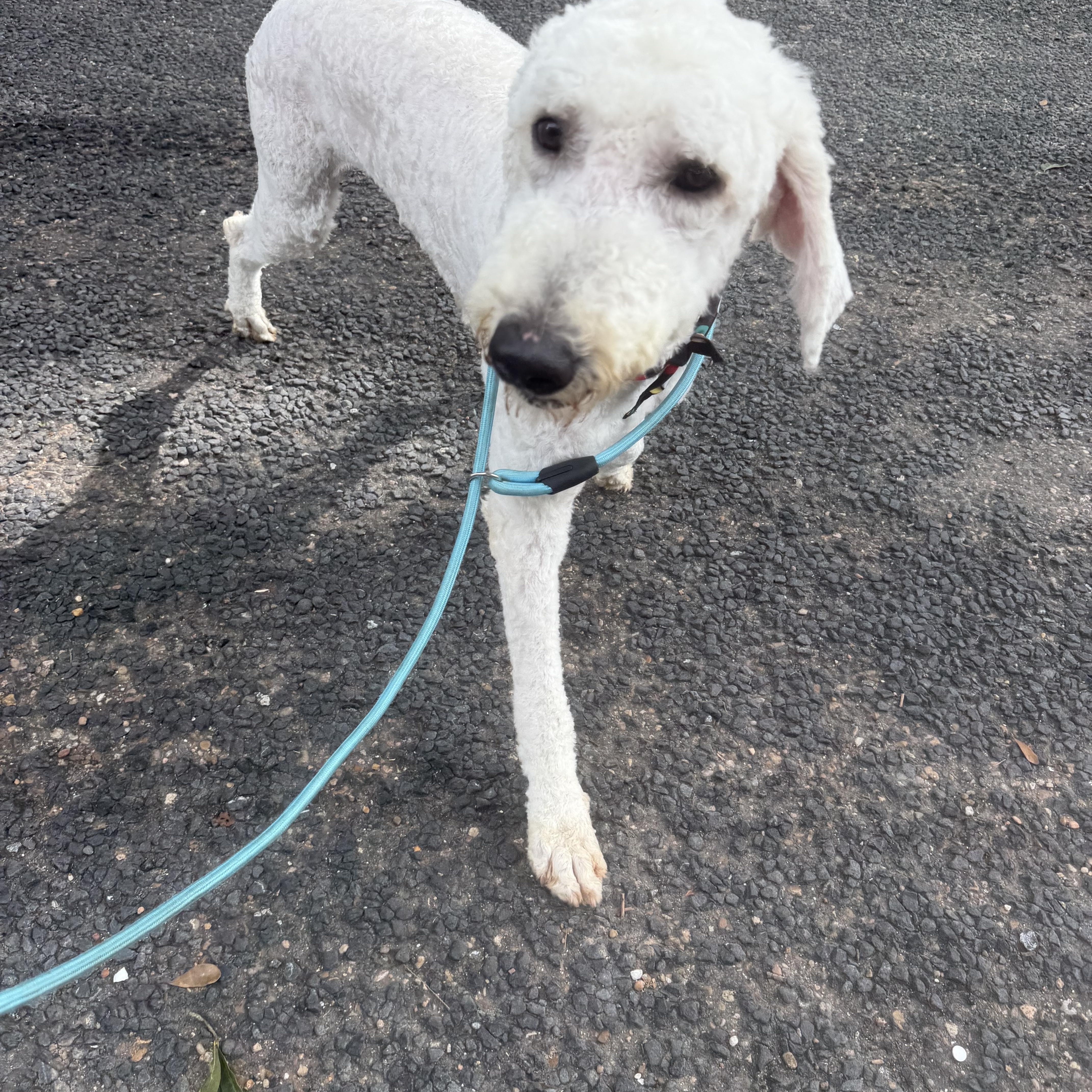 Aldo - Local July 24-26, adopted, Puppy Male Goldendoodle.