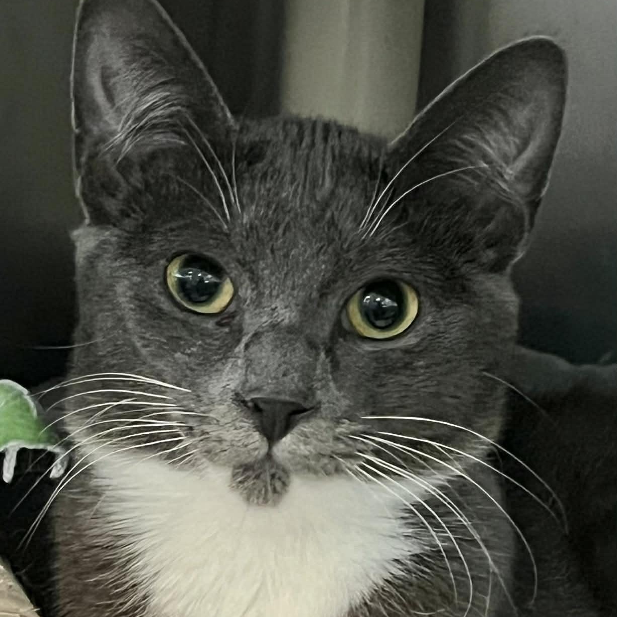 Enlarge Olive, an adopted Domestic Short Hair in Myrtle Beach, SC image 2/2