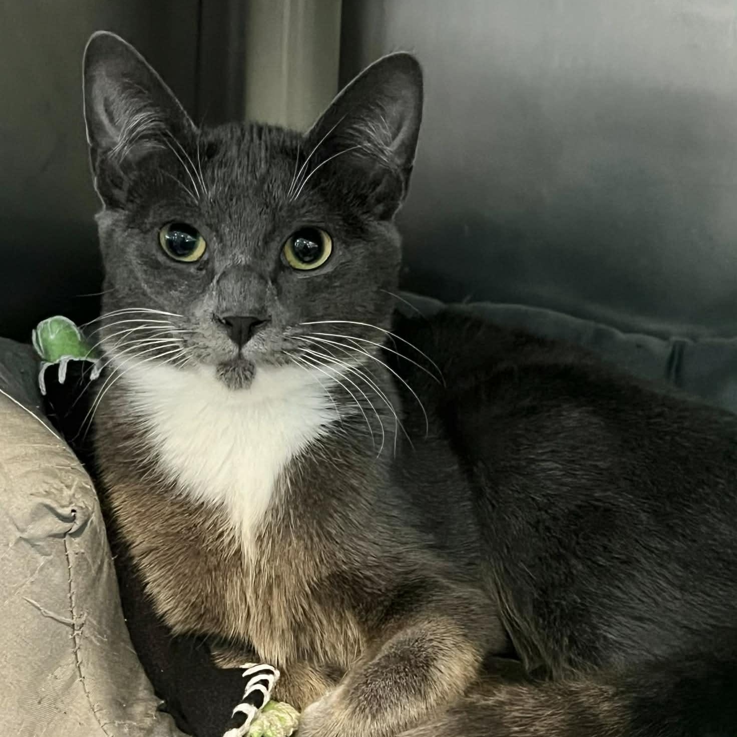 Olive, adopted, Young Female Domestic Short Hair.