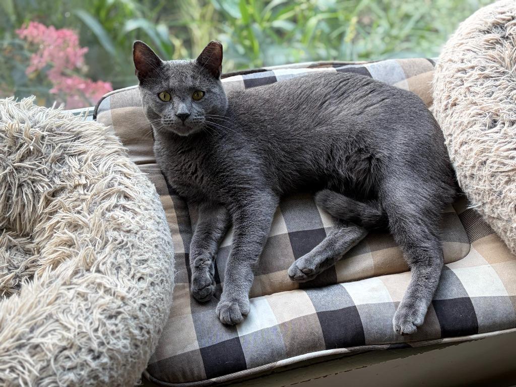 Grayson, Adoptable, Adult Male Domestic Short Hair.