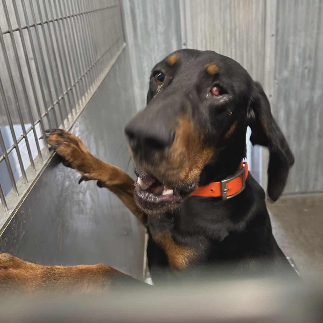 Poncho, a Adoptable Black and Tan Coonhound in Hannibal, MO image 1/2