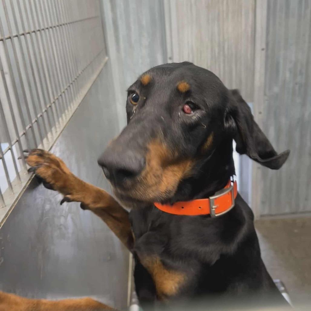 Poncho, a Adoptable Black and Tan Coonhound in Hannibal, MO image 2/2