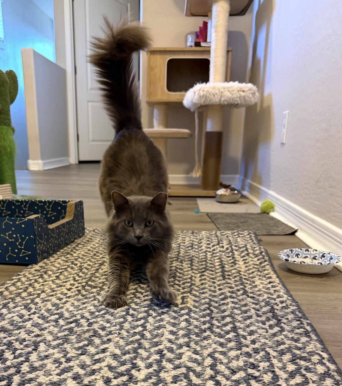 Enlarge MJ aka Mr. January , a ADOPTABLE mixed breed in Gilbert, AZ image 3/4