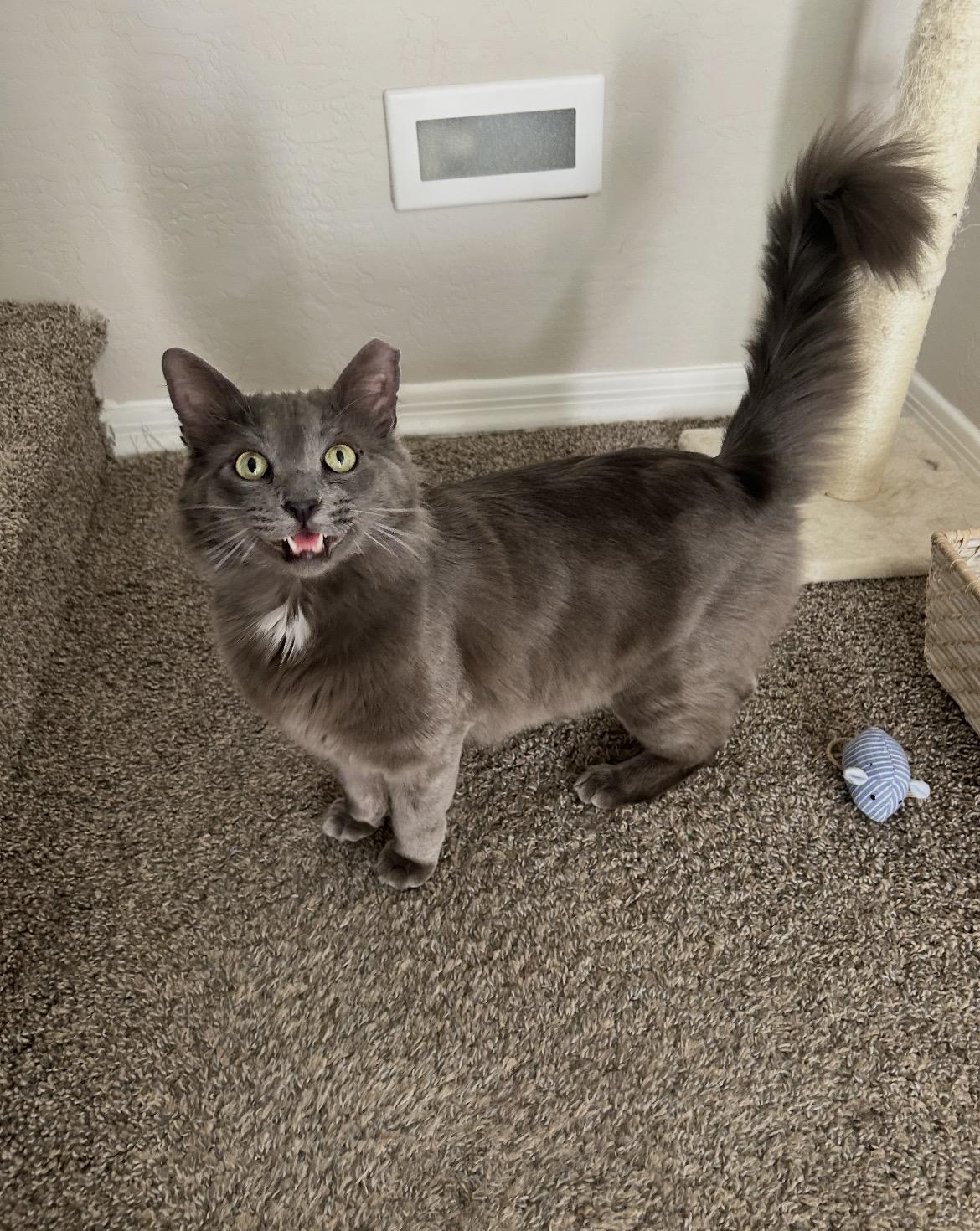 MJ aka Mr. January , ADOPTABLE, Adult Male Russian Blue & Domestic Long Hair.